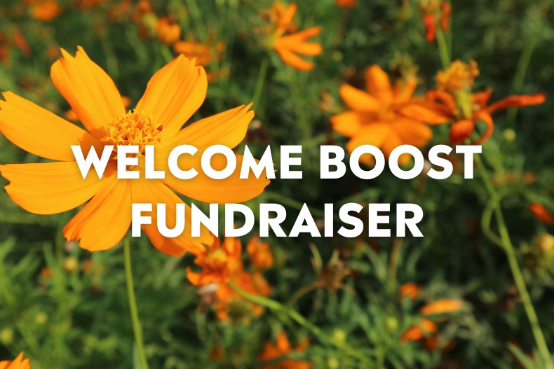 A close-up photo of bright yellow and orange cosmos flowers in a garden, with the text “WELCOME BOOST FUNDRAISER” centered in white bold letters.